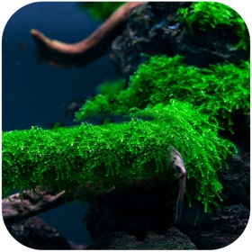 Eco Plant Java Moss in invitro