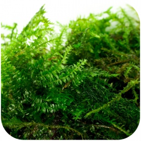 Eco Plant Java Moss in invitro