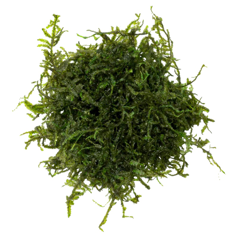 Eco Plant Christmas Moss - 20 pcs