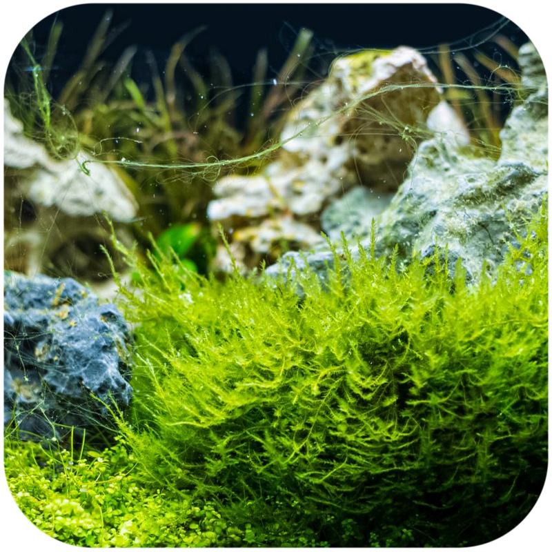 Mousse d'aquarium Christmas Moss invitro