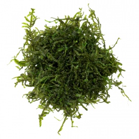 Eco Plant Flame Moss - in vitro kasvi