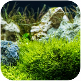 Eco Plant Flame Moss - roślina invitro 10 sztuk