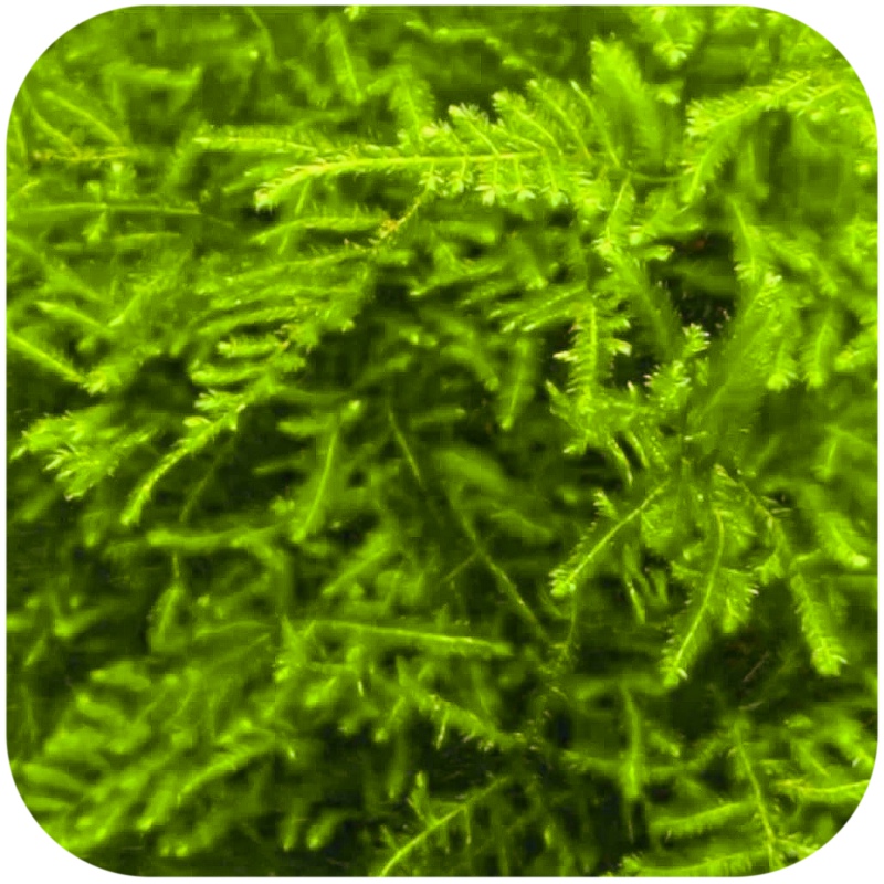 Eco Plant Peacock Moss - 20 pcs