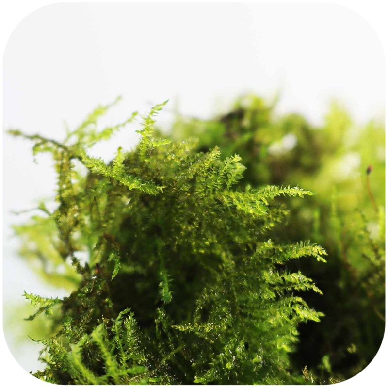 Eco Plant Peacock Moss - roślina invitro 20 sztuk