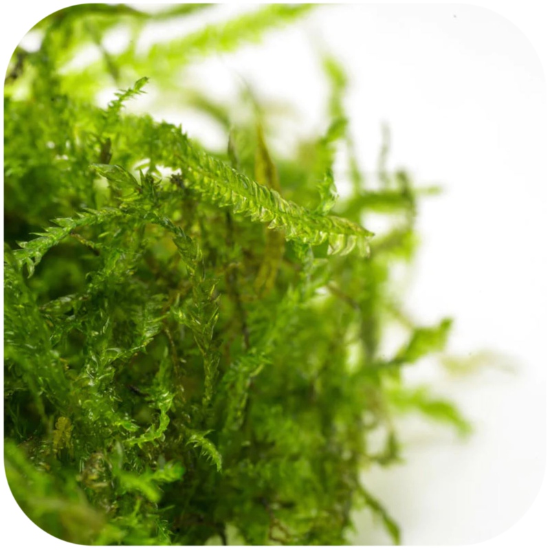 Eco Plant Peacock Moss - 20 pcs