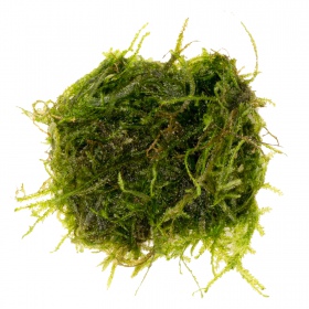 Eco Plant Peacock Moss - in vitro kasvi