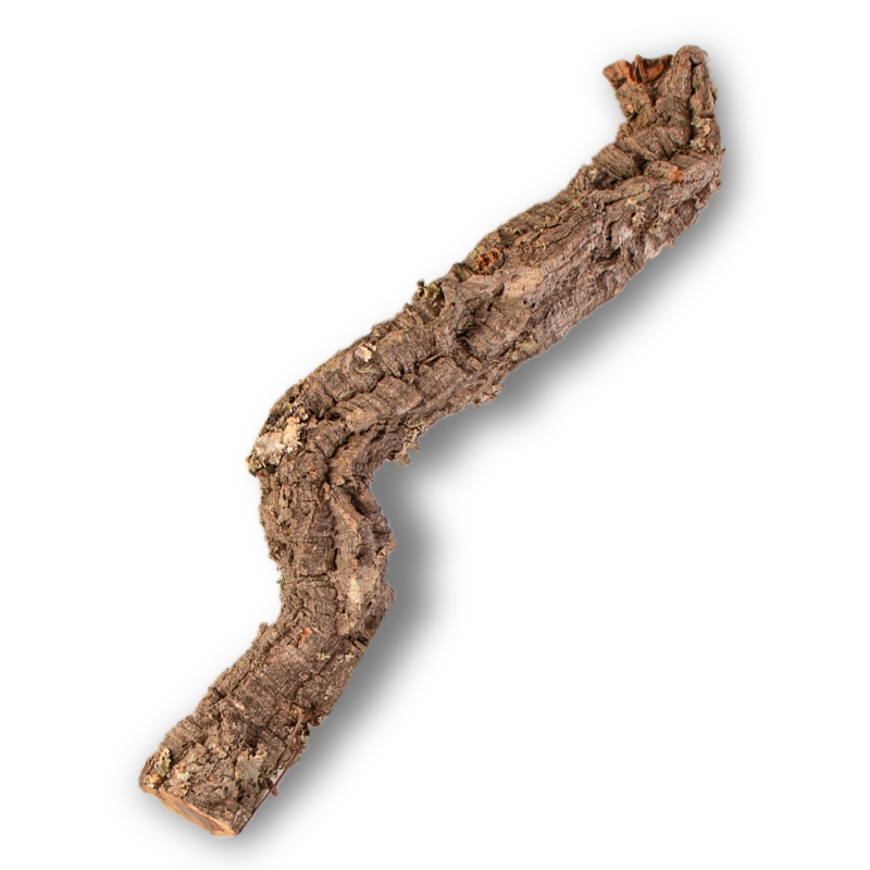 30cm Cork Oak Branch for Reptiles