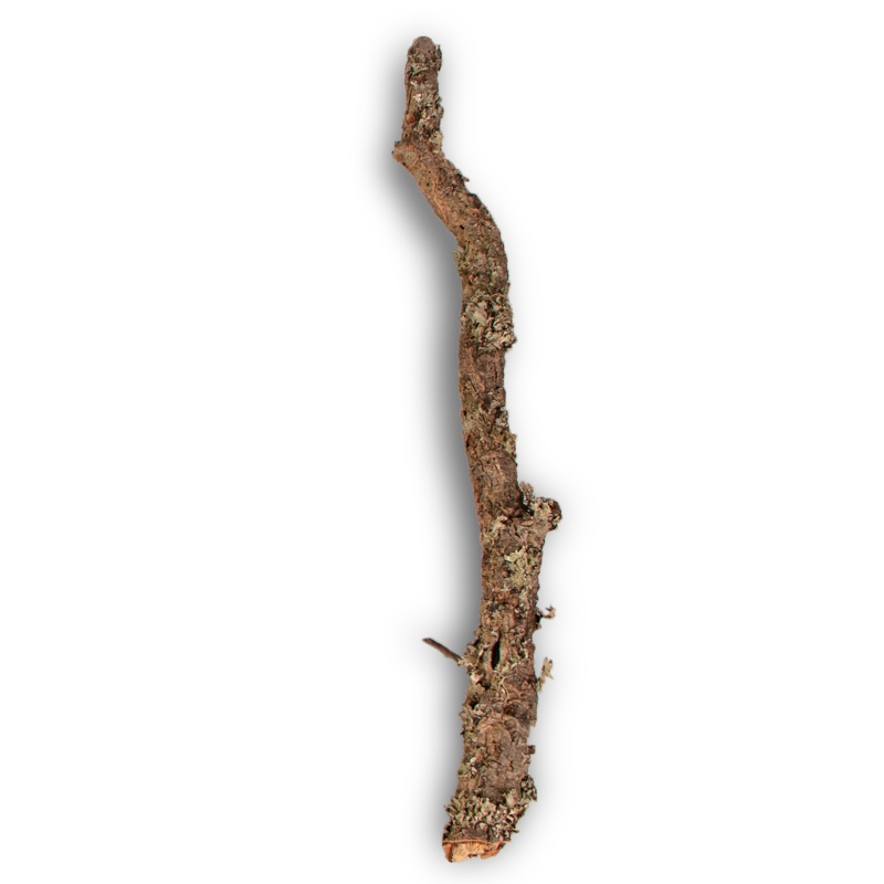 30cm Cork Oak Branch for Reptiles