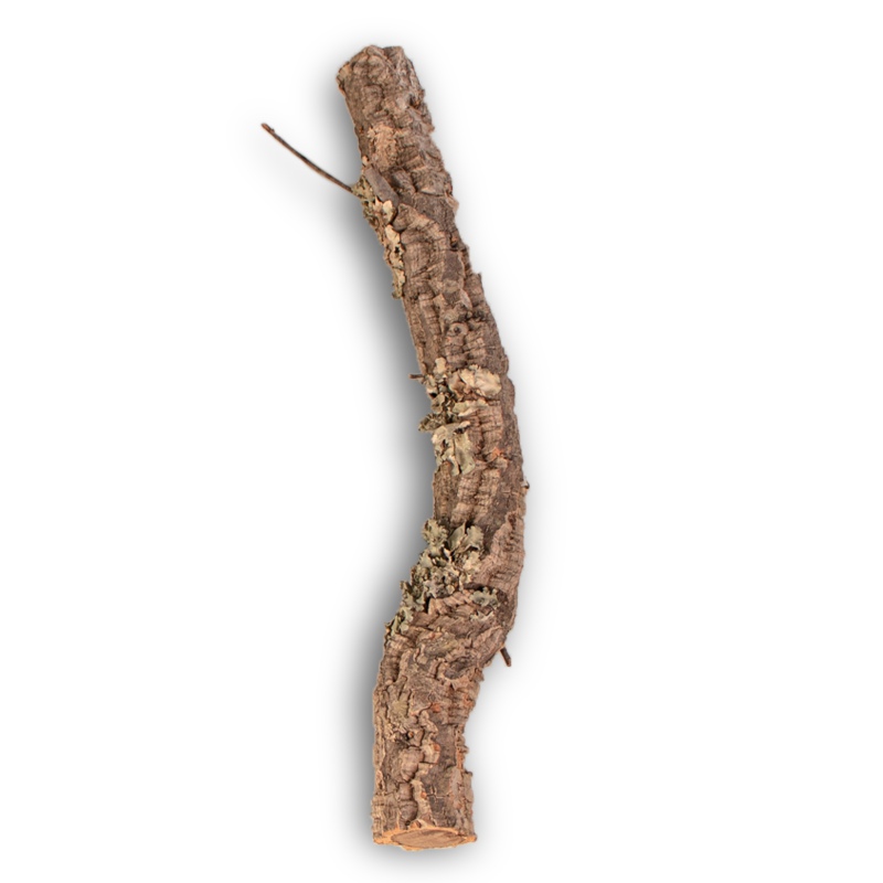 Cork Oak Branch 60cm for terrariums