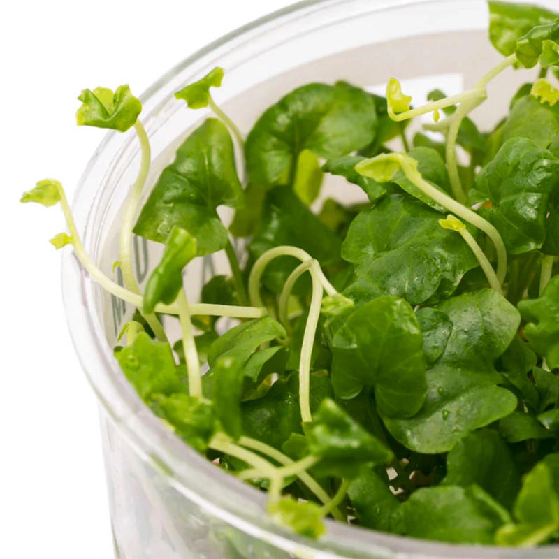 Eco Plant Cardamine Lyrata in small cup