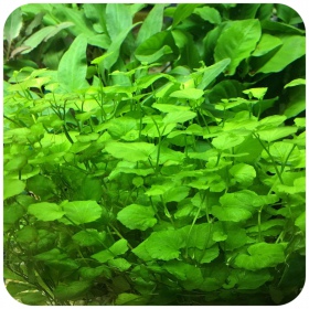 Cardamine Lyrata em InVitro pequeno copo