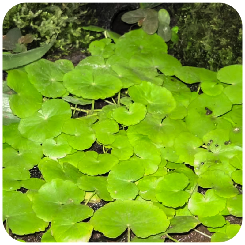 Eco Plant Cardamine Lyrata in small cup