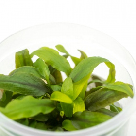 Eco Plant - Cryptocoryne Undulata 'green' - InVitro