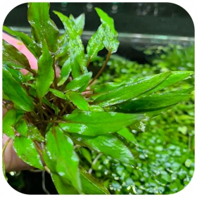 Cryptocoryne Undulata 'grün' - Pflegeleichte Aquarienpflanze