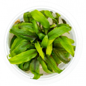 Cryptocoryne Undulata 'green' в горщику