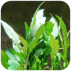 Cryptocoryne Undulata 'green' v kelímku