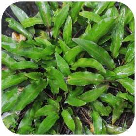 Cryptocoryne Undulata 'green' v kelímku