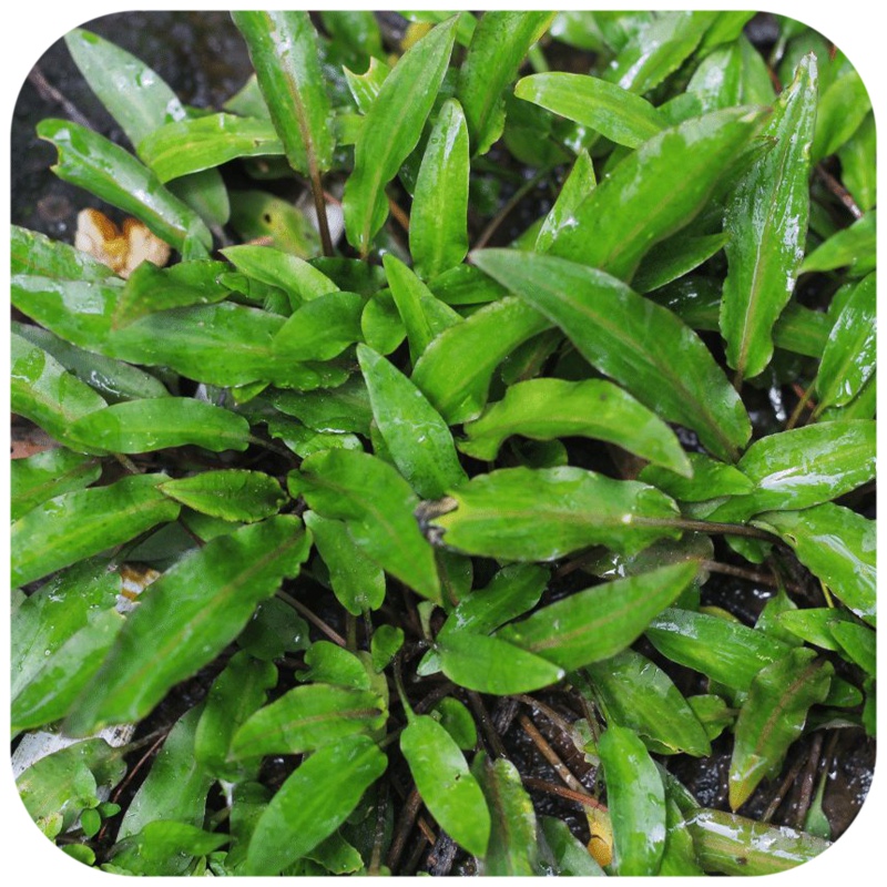 Eco Plant - Cryptocoryne Undulata 'green'