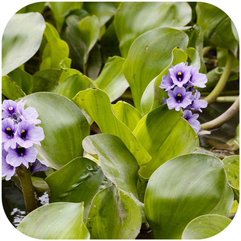 Eichhornia Azurea - Die Mini-Palme fürs Aquarium