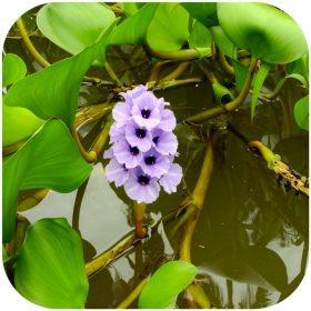 Eichhornia Azurea in vitro small cup