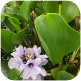 Eichhornia Azurea - Planta em Copo