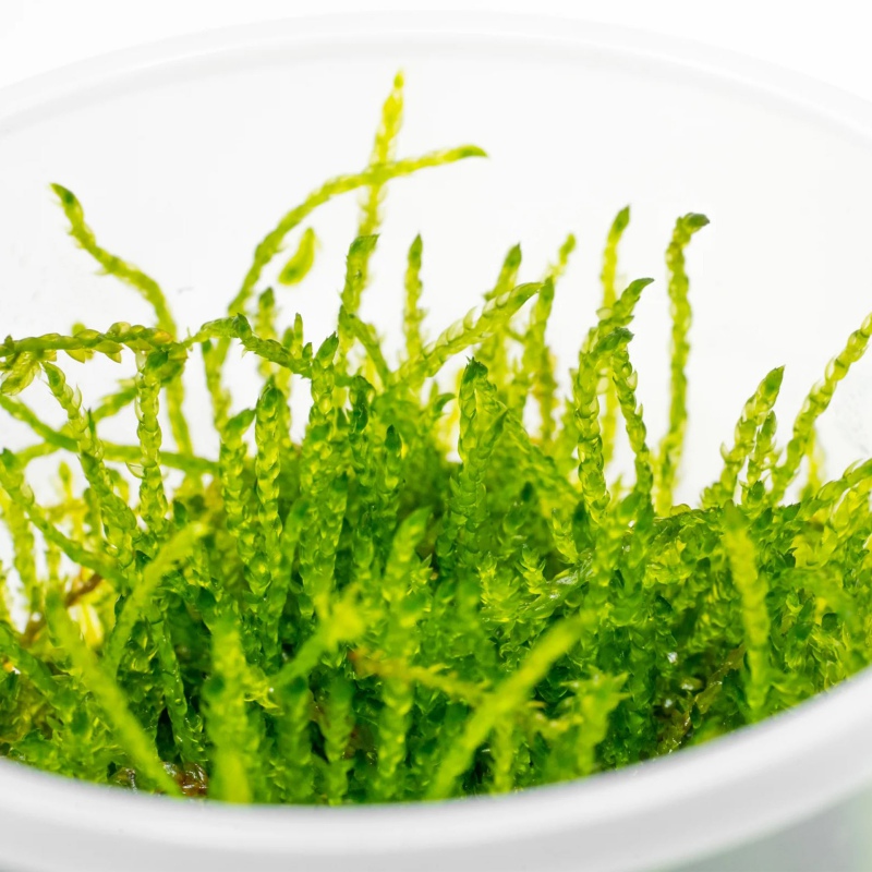 Eco Plant Java Moss in small cup