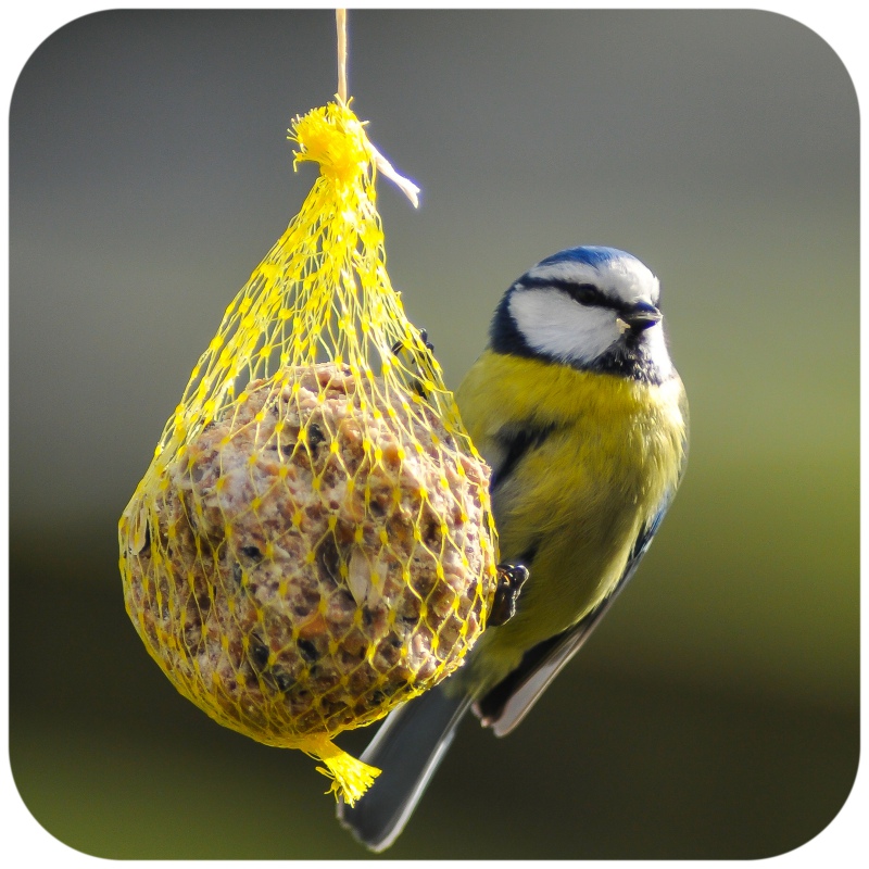 Bolitas de grasa para aves silvestres