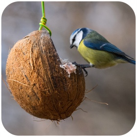 Alimento nutritivo para aves selvagens