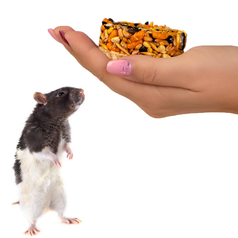 Gami Honey-Egg Treat - snack for rodents