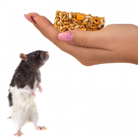 Gami Milk Treat for Rodents - Cookie