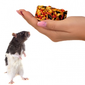 Gami Fruit Snack for Rodents