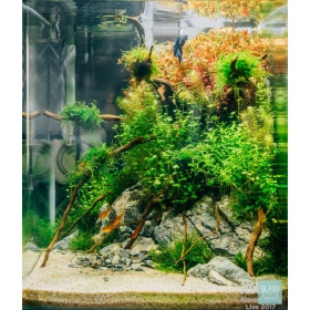 Eco Plant Hydrocotyle Japan 20 sztuk