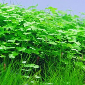 Hydrocotyle Japan plante invitro