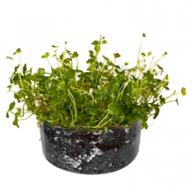 Eco Plant Hydrocotyle Giappone - 20 Pezzi