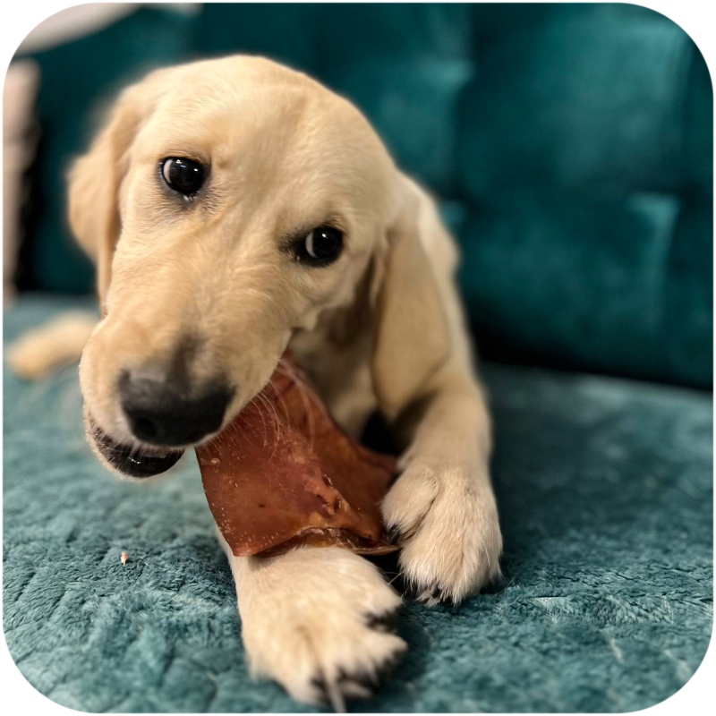 Dogario Bonni Varkensoor L voor honden