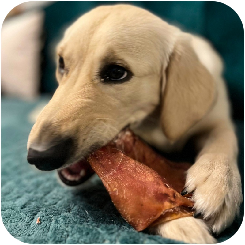 Dogario Bonni Pig's Ear Chew for Dogs