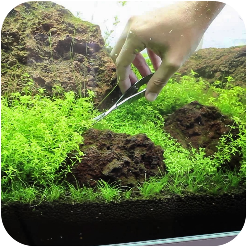 Aquapro gebogene Aquarien-Scheren 16cm