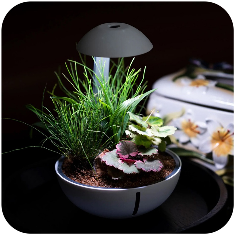 Terrarium Chihiros Œuf Tiny avec plantes et animaux