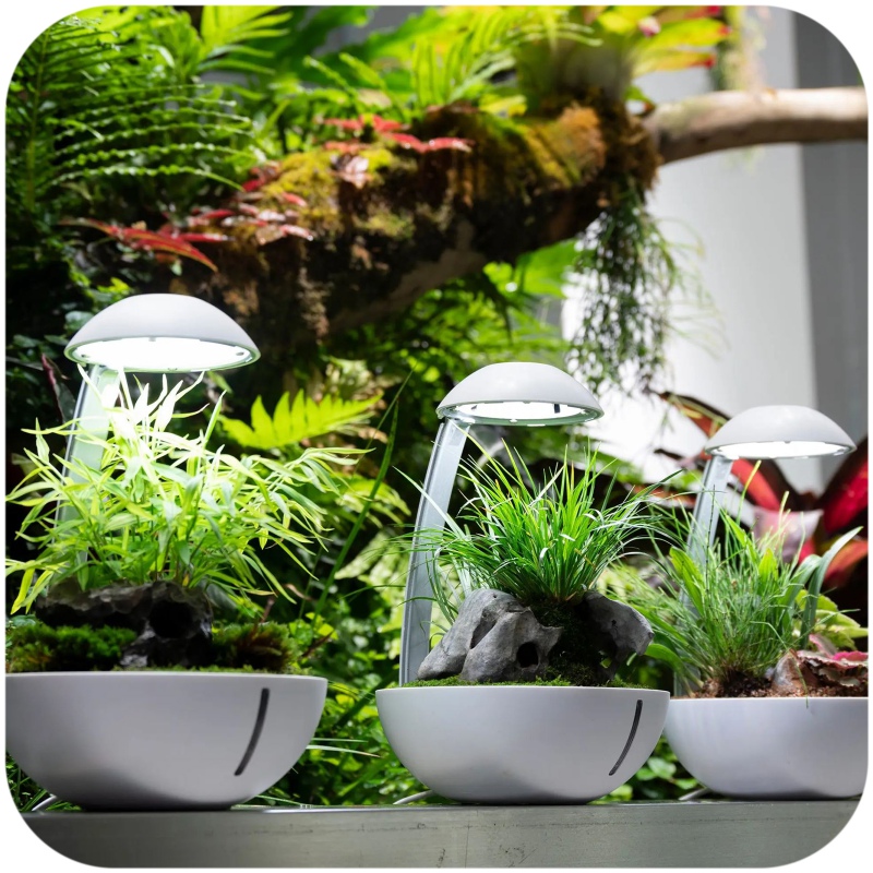 Terrarium Chihiros Œuf Tiny avec plantes et animaux