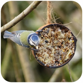 Kokos céréales énergétiques pour oiseaux