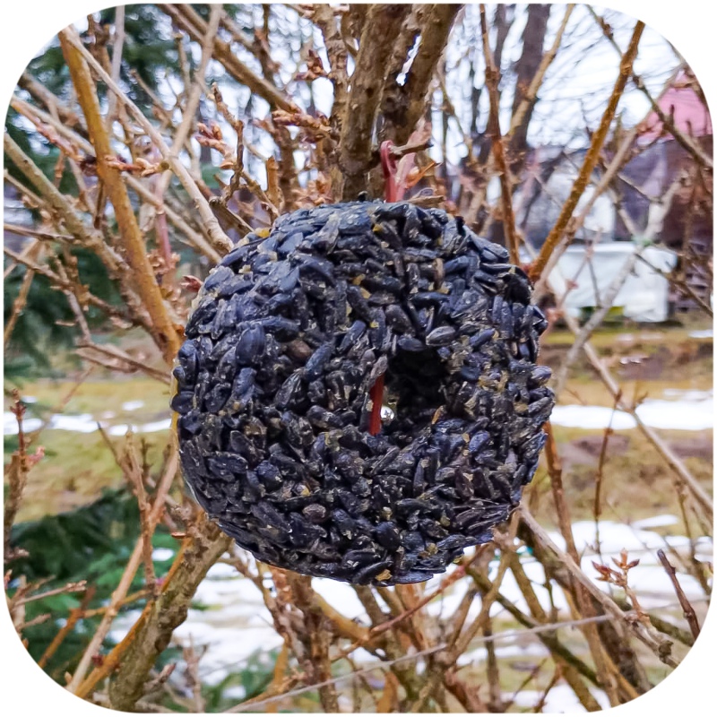 Gami sunflower seeds - food for wild birds