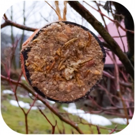 Gami Coconut Fat for Wild Birds