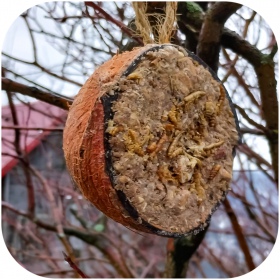 Gami Coconut Fat for Wild Birds