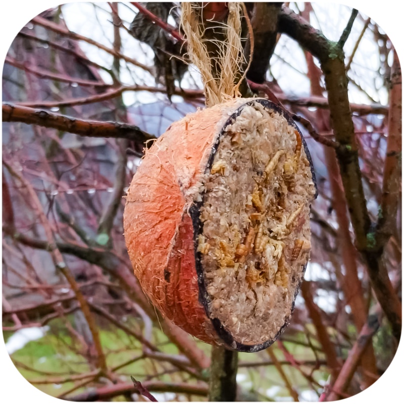 Gami Coconut Fat for Wild Birds