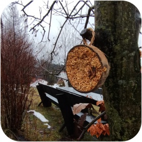 Coco alimenticio para aves silvestres