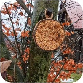 Nourriture pour oiseaux sauvages en noix de coco