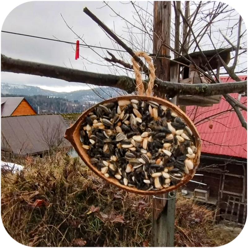 Gami sunflower seeds food for wild birds