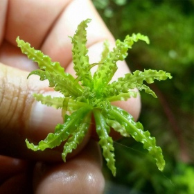 Pogostemon Helferi - Taime detail