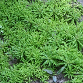 Pianta Pogostemon Helferi in InVitro