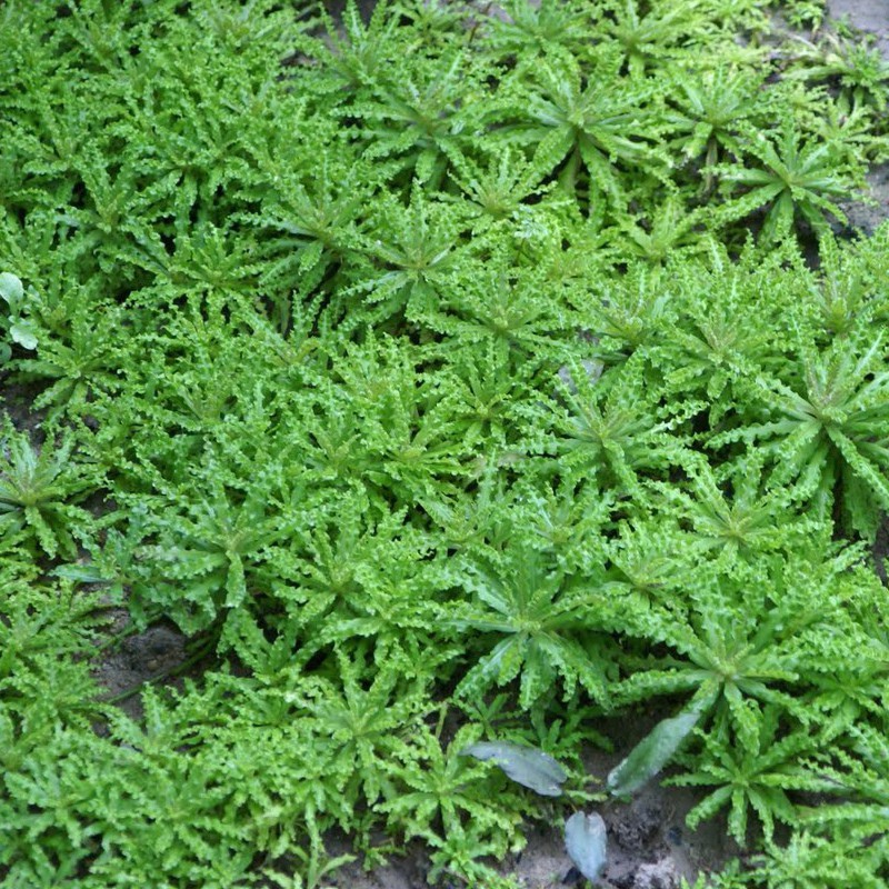 Pianta Pogostemon Helferi in InVitro